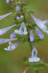 Lyreleaf sage